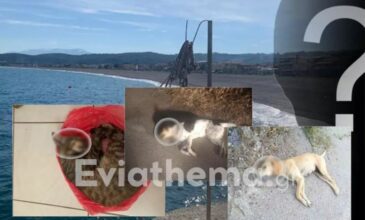 Κτηνωδία στην Εύβοια: Πάνω από 10 ζώα δηλητηριάστηκαν από φόλες στην παραλία της Αγίας Άννας