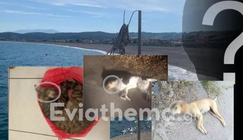 Κτηνωδία στην Εύβοια: Πάνω από 10 ζώα δηλητηριάστηκαν από φόλες στην παραλία της Αγίας Άννας