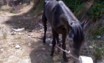 Κρήτη: Συνελήφθη άνδρας που βασάνιζε το άλογο του – Βρέθηκε με κομμένο πόδι