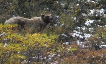 Αρκούδα κατασπάραξε 57χρονο – Θανατηφόρα τραύματα σε λαιμό, κοιλιά και πλευρά
