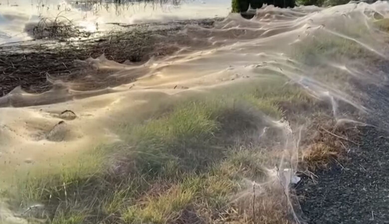 Αυστραλία: Τεράστιοι ιστοί αράχνης κάλυψαν ολόκληρη περιοχή – Η εξήγηση για τo απόκοσμο φαινόμενο