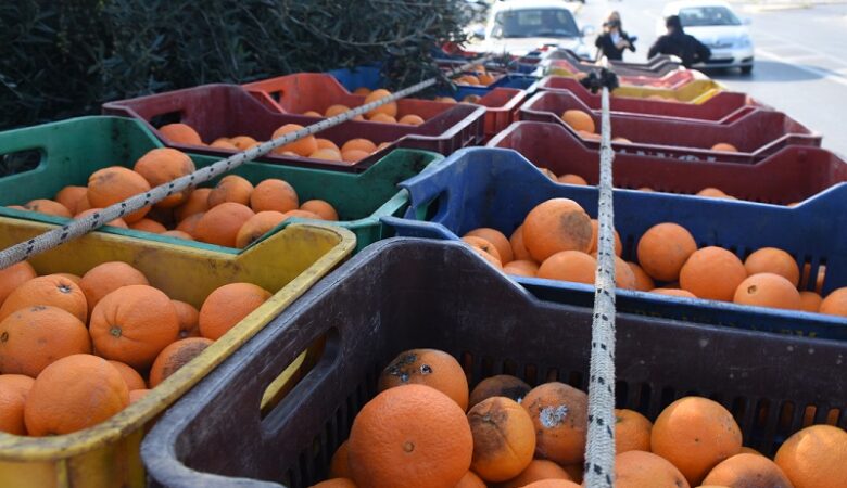 Έκλεψαν 38 τόνους πορτοκάλια από παραγωγούς στη Λακωνία