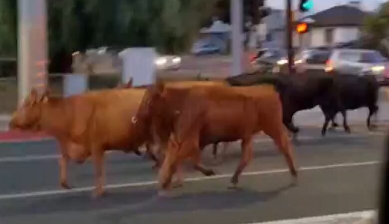 «Κοσμοπολίτισσες» αγελάδες έκαναν βόλτες στους δρόμους του Λος Άντζελες