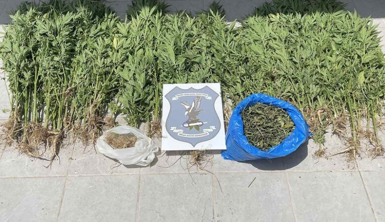 Συνελήφθη 17χρονος για καλλιέργεια κάνναβης στη Θεσσαλονίκη