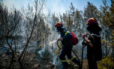 Φωτιά στη Λακωνία: Καλύτερη η εικόνα στην Καστάνια – Mεγάλη δασική περιοχή και εκτάσεις με ελιές έγιναν στάχτη