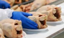 Αποσύρθηκαν 34,5 τόνοι κοτόπουλων που προωθήθηκαν στην αγορά ως δήθεν βιολογικά