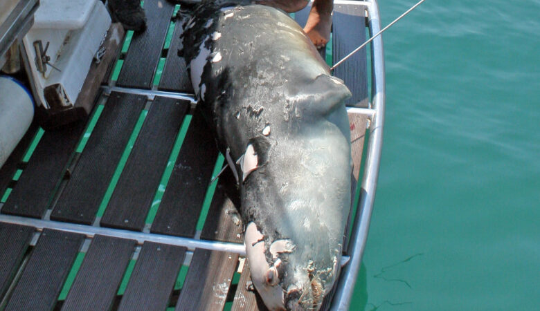 Θλίψη στην Αλόννησο: Νεκρός ο «Κωστής», η φώκια «μασκότ» του νησιού – Τη δολοφόνησαν με ψαροντούφεκο