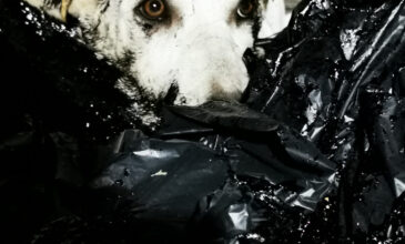 Φρίκη στην Κύπρο: Έλουσαν σκυλάκια με πίσσα και τα πέταξαν ζωντανά στα σκουπίδια