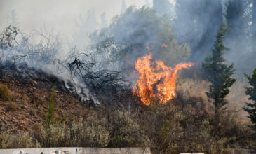 Φωτιά σε αγροτοδασική έκταση στην Άνω Δροσίνη Ροδόπης