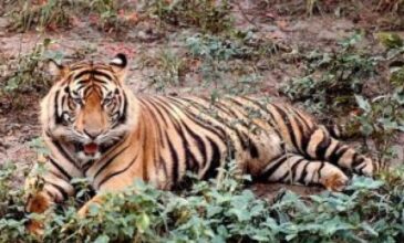 Κορονοϊός: Τίγρεις της Σουμάτρας προσβλήθηκαν από τον ιό σε ζωολογικό κήπο
