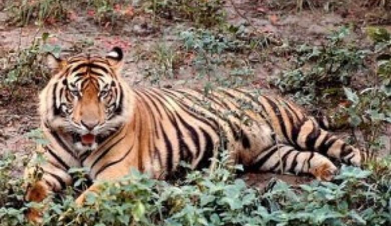 Κορονοϊός: Τίγρεις της Σουμάτρας προσβλήθηκαν από τον ιό σε ζωολογικό κήπο