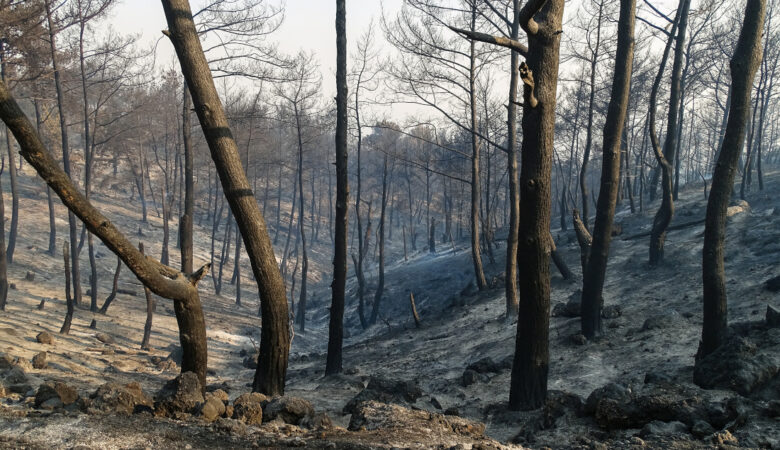 Φωτιά στην Κομοτηνή: Πόσα στρέμματα δάσους έγιναν στάχτη στη Νυμφαία