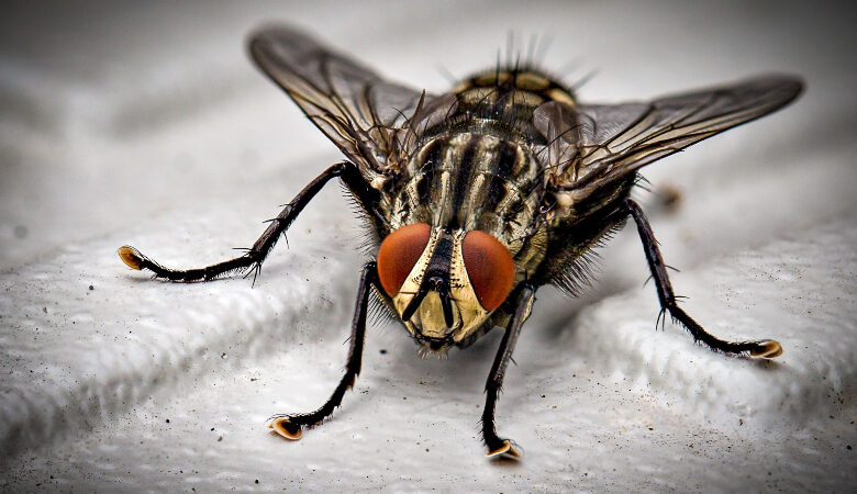 Πέλλα: Μύγα τσίμπησε 63ρονη και έπαθε αλλεργικό σοκ