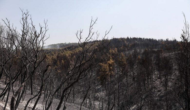 Σε τρεις ημέρες κάηκε το 50% των εκτάσεων που καίγονται σε μια αντιπυρική περίοδο