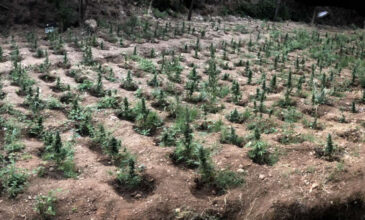 Αιγιαλεία: Στην «τσιμπίδα» φυτεία κάνναβης με πάνω από 900 δενδρύλλια