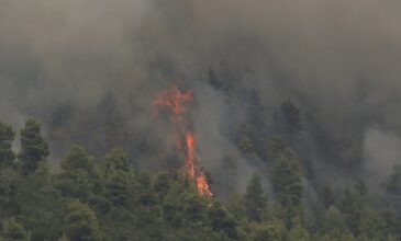 Μεγάλη φωτιά στην Φθιώτιδα: Εντολή εκκένωσης στο Λογγίτσι – Πύρινο μέτωπο πάνω από 1.000 μέτρα
