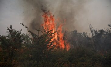 Φωτιά στην Εύβοια: Τραγωδία χωρίς τέλος – Εντολή εκκένωσης και στο Μαντούδι