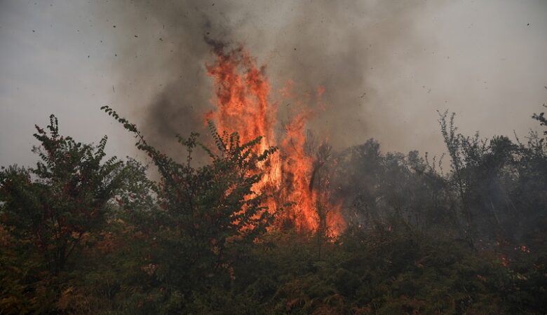 Πυρκαγιά σε δασική έκταση στην Πέλλα