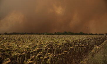 ΕΝΦΙΑ: Απαλλάσσονται και τα αγροτεμάχια που καταστράφηκαν από τις πυρκαγιές
