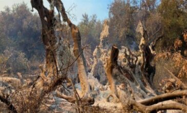 Φωτιά στην Εύβοια: Στάχτη έγινε μία ελιά… 2500 ετών