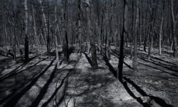 Καταστροφικές πυρκαγιές: Στάχτη έγιναν πάνω από 930.000 στρέμματα μέχρι στιγμής