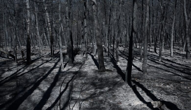 Φωτιές στην Ελλάδα: Κάηκαν περίπου 200.000 στρέμματα το φετινό καλοκαίρι