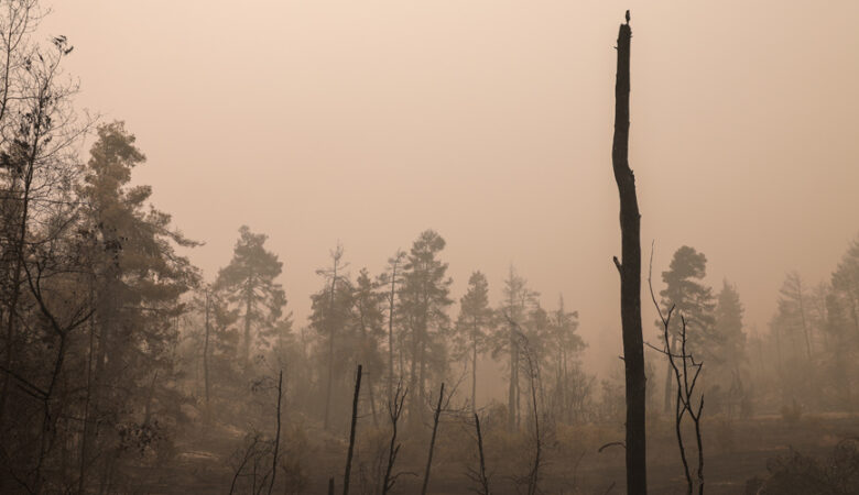 Λέκκας: Στην Εύβοια 300.000 στρέμματα δάσους έχουν καταστραφεί ολοσχερώς