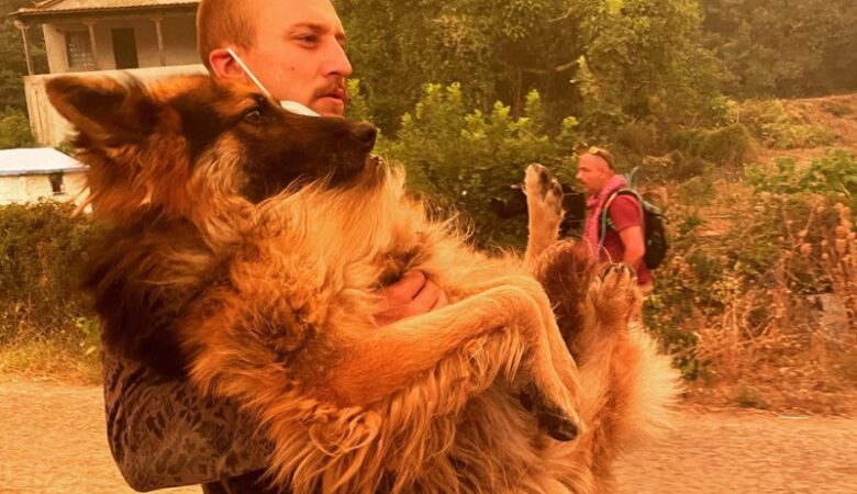 Φωτιά στην Εύβοια: Eθελοντής σώζει λυκόσκυλο που ο ιδιοκτήτης του είχε αφήσει δεμένο να καεί