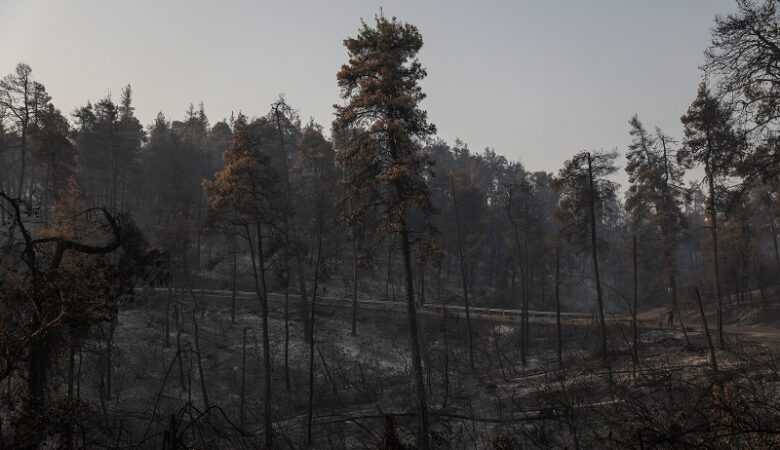 Καταστροφικές πυρκαγιές στην Ελλάδα: Ξεπέρασαν το 1 εκατ. στρέμματα οι καμένες εκτάσεις
