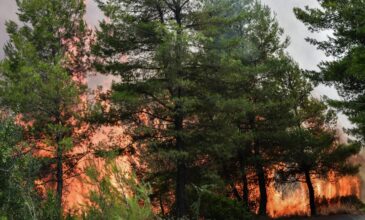 Πυρκαγιά σε δασική έκταση στην Κάρυστο Εύβοιας