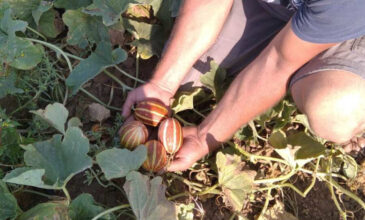 Πεπόνια «τσέπης» καλλιεργεί παραγωγός από το Κιλκίς – Πώς βρήκε τον σπόρο