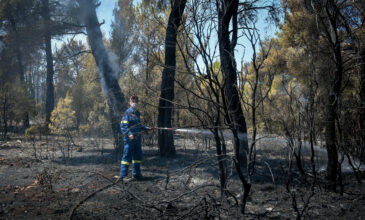Φωτιά στα Βίλια: Μάχη να προληφθούν οι αναζωπυρώσεις – Στάχτη πάνω από 80.000 στρέμματα