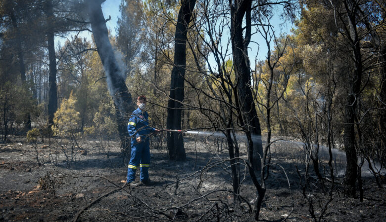 Φωτιά στα Βίλια: Μάχη να προληφθούν οι αναζωπυρώσεις – Στάχτη πάνω από 80.000 στρέμματα