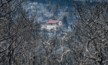 Φωτιά στα Βίλια: Οι φλόγες πέρασαν μέσα από τον οικισμό Θέα – Πού κατευθύνεται το πύρινο μέτωπο
