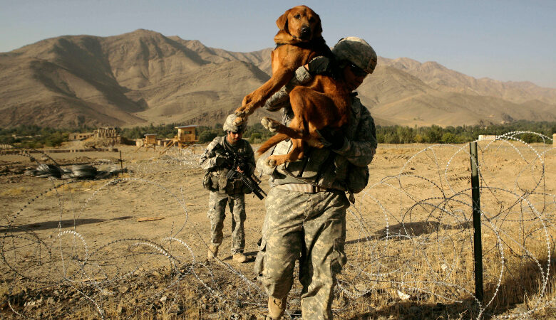 Αφγανιστάν: Η Βρετανία είναι έτοιμη να απομακρύνει… σκύλους και γάτες από την Καμπούλ