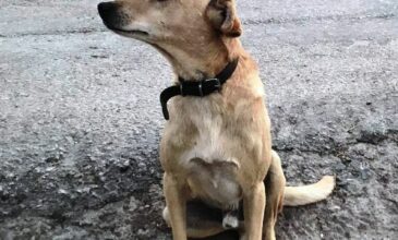 Χανιά: Πυροβόλησαν και σκότωσαν σκυλί έξω από το σπίτι του