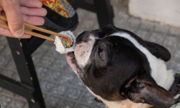 Θεσσαλονίκη: Εστιατόριο σερβίρει σούσι για… σκύλους