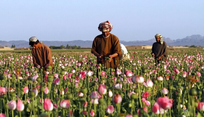 Αφγανιστάν: Τρίβουν τα χέρια τους οι παραγωγοί οπίου – Πενταπλασιάστηκε η τιμή του