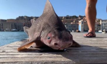Καρχαρία με… «πρόσωπο γουρουνιού» ψάρεψαν στην Ιταλία