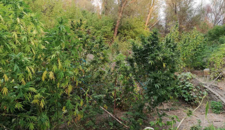 Ημαθία: Καλλιεργούσαν κάνναβη σε δύσβατη παραποτάμια περιοχή – Ξεριζώθηκαν 48 δενδρύλλια