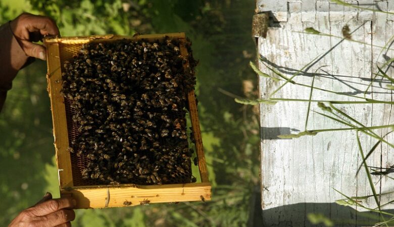 Καστοριά: Έφτιαξαν μελισσοκομείο με κλεμμένες κυψέλες