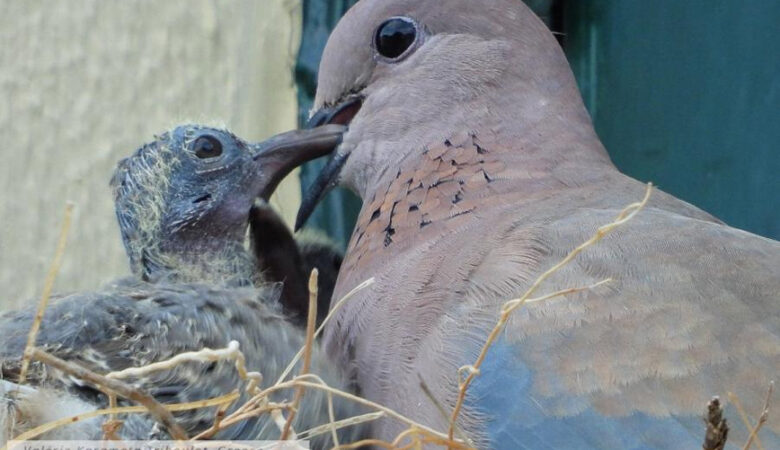 Φοινικοτρύγονο: Το νέο αναπαραγόμενο είδος πουλιού που ανακαλύφθηκε στη Μυτιλήνη