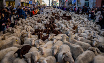«Πλημμύρισαν» με… πρόβατα οι δρόμοι στη Μαδρίτη – Δείτε τα βίντεο
