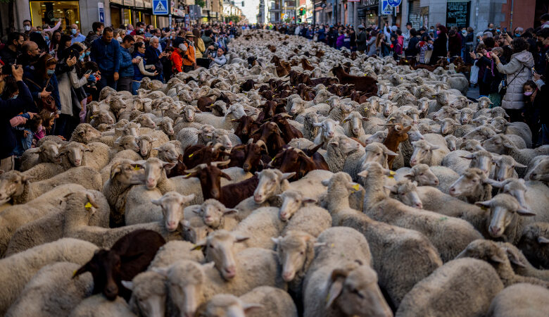 «Πλημμύρισαν» με… πρόβατα οι δρόμοι στη Μαδρίτη – Δείτε τα βίντεο