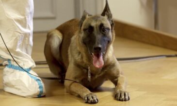 Ο αυστριακός στρατός εκπαίδευσε δύο σκύλους και μπορούν να οσφρίζονται τον κορονοϊό