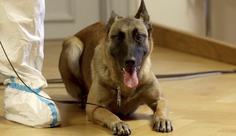 Ο αυστριακός στρατός εκπαίδευσε δύο σκύλους και μπορούν να οσφρίζονται τον κορονοϊό
