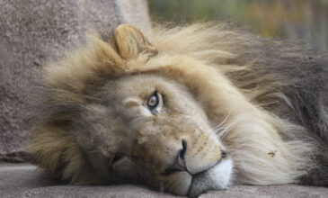 Σιγκαπούρη: Θετικά στον κορονοϊό τέσσερα λιοντάρια σε ζωολογικό πάρκο