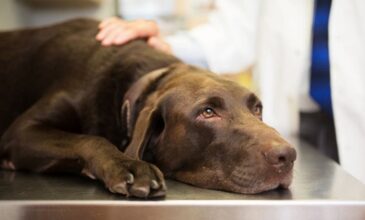 Κορονοϊός: Σκύλος κόλλησε τον ιό από τον ιδιοκτήτη του στη Βρετανία
