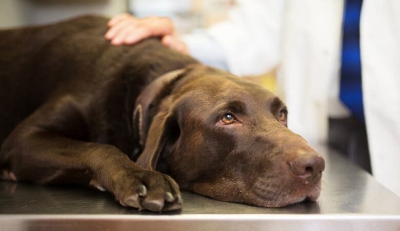 Κορονοϊός: Σκύλος κόλλησε τον ιό από τον ιδιοκτήτη του στη Βρετανία