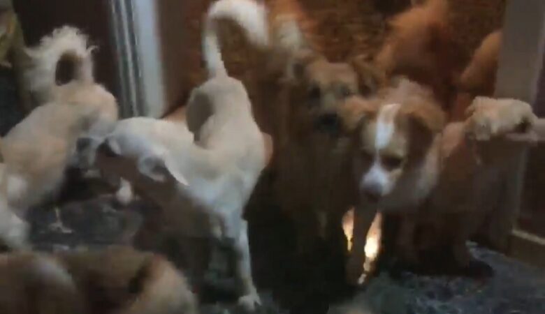 Πάτρα: Κρατούσε «φυλακισμένα» στο σπίτι της 53 σκυλιά – Πρόστιμο 76.600 ευρώ